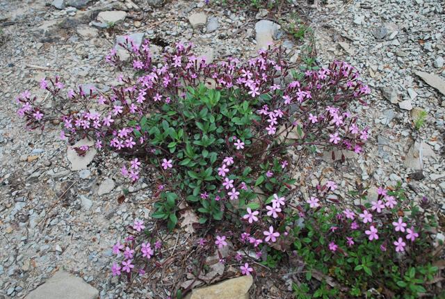 Saponaria ocymoides